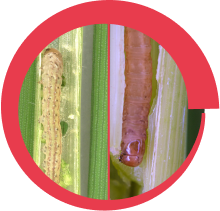 স্টেম বোর আক্রান্ত শস্য