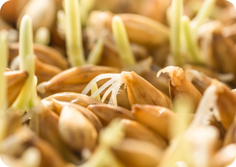 Seeds