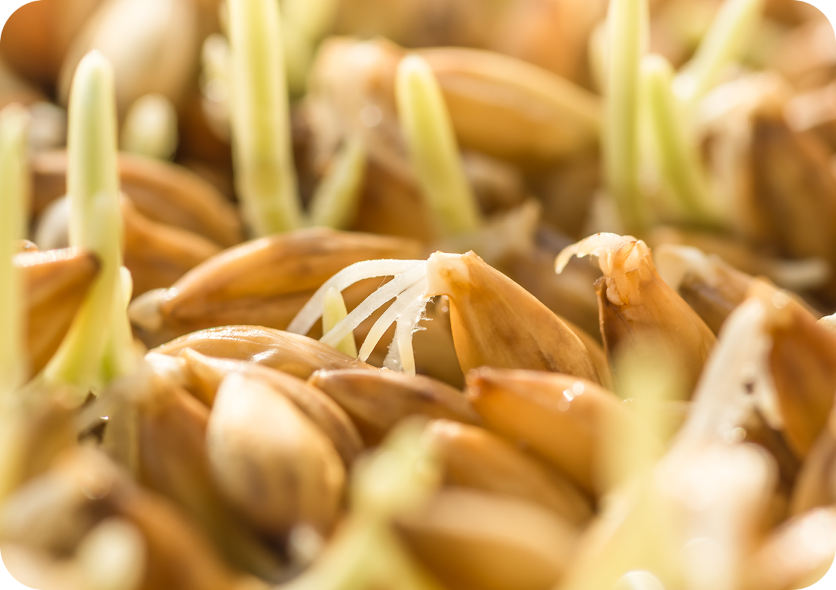 Seeds